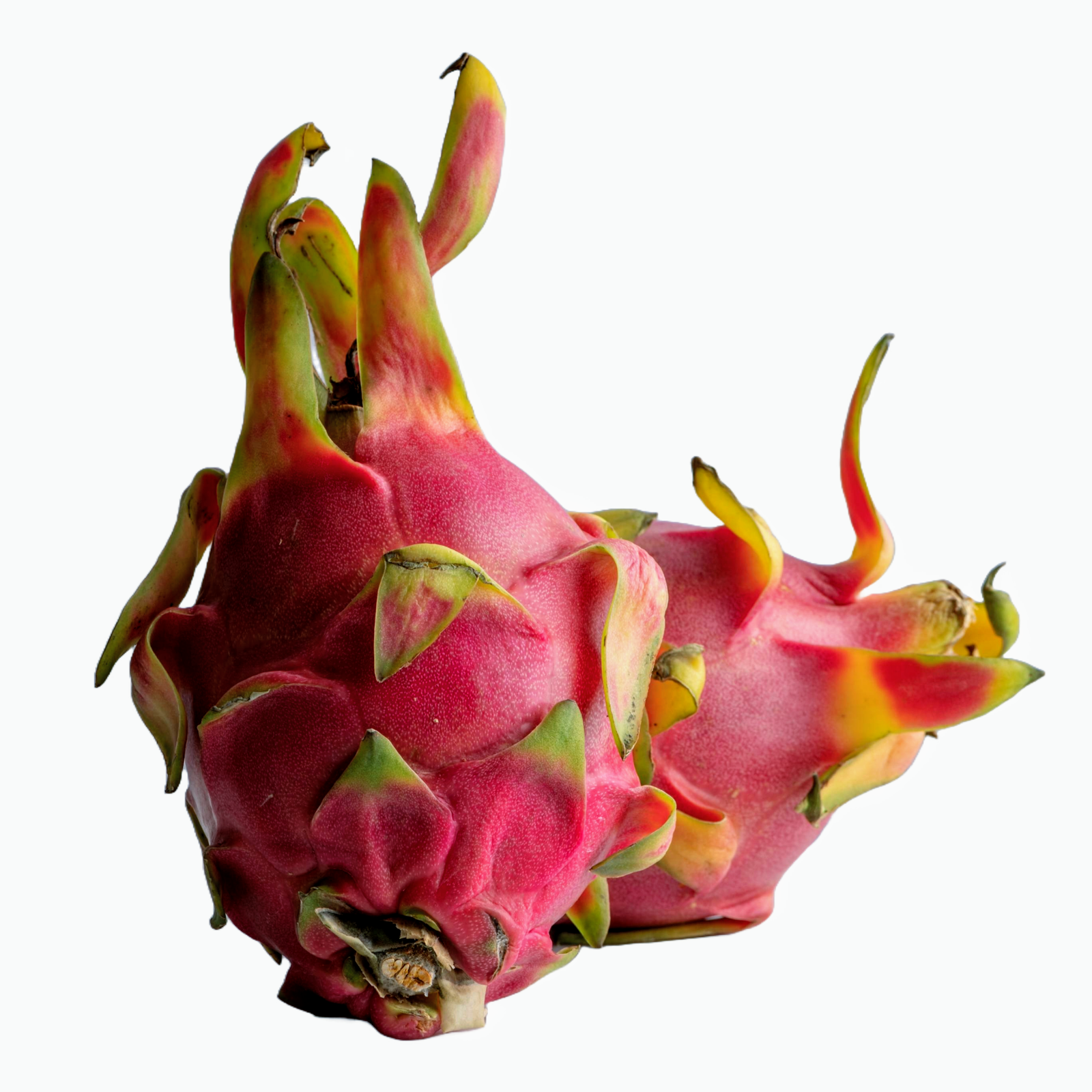 Organic Dragon Fruits in BD-OrganicaAgro